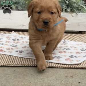 Dexter, Golden Retriever Puppy