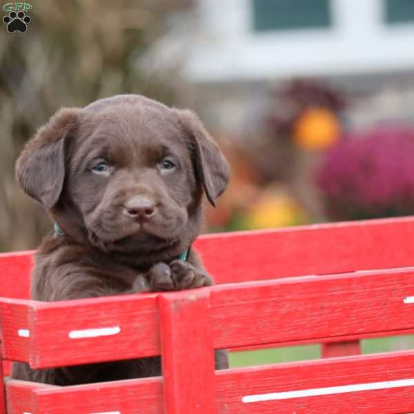 Mac, Chocolate Labrador Retriever Puppy