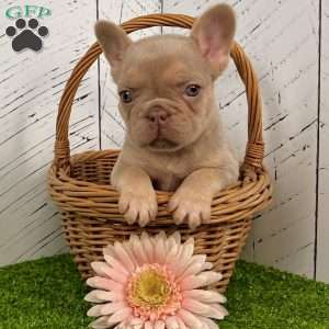 Pollie, French Bulldog Puppy