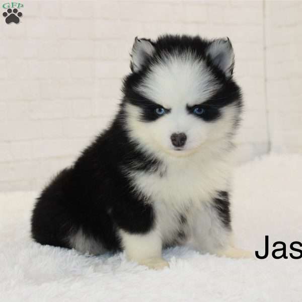 Jasper, Pomsky Puppy