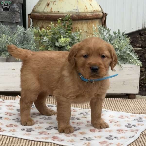 Dexter, Golden Retriever Puppy