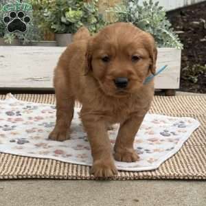 Dexter, Golden Retriever Puppy
