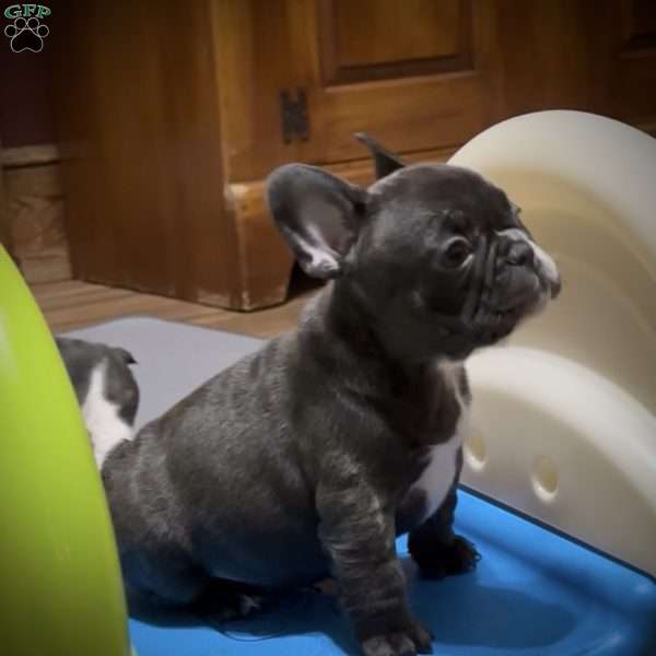 Lily, French Bulldog Puppy