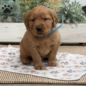 Dexter, Golden Retriever Puppy