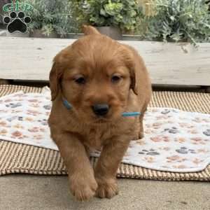 Dexter, Golden Retriever Puppy