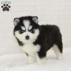 Jasmine, Pomsky Puppy