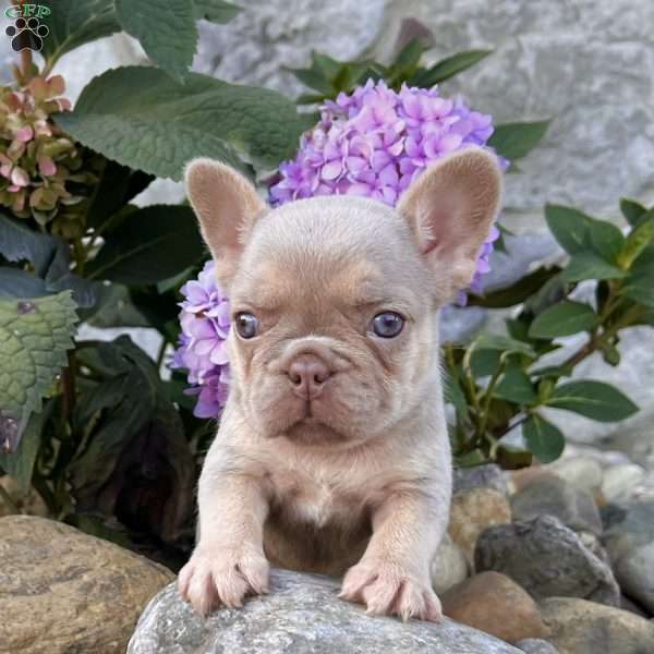 Pollie, French Bulldog Puppy