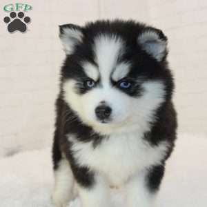Jasmine, Pomsky Puppy