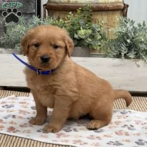 Dude, Golden Retriever Puppy