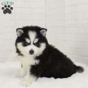 Jasmine, Pomsky Puppy