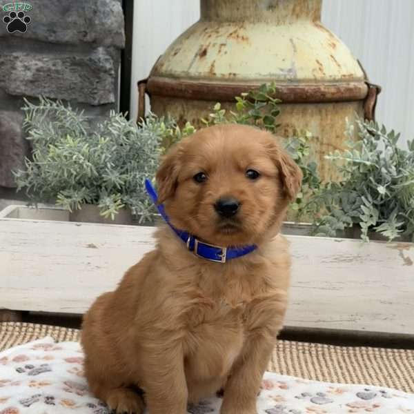 Dude, Golden Retriever Puppy