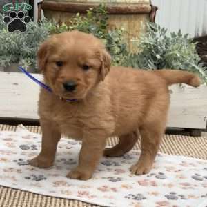 Dude, Golden Retriever Puppy