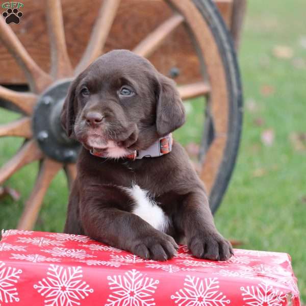 Michal, Chocolate Labrador Retriever Puppy