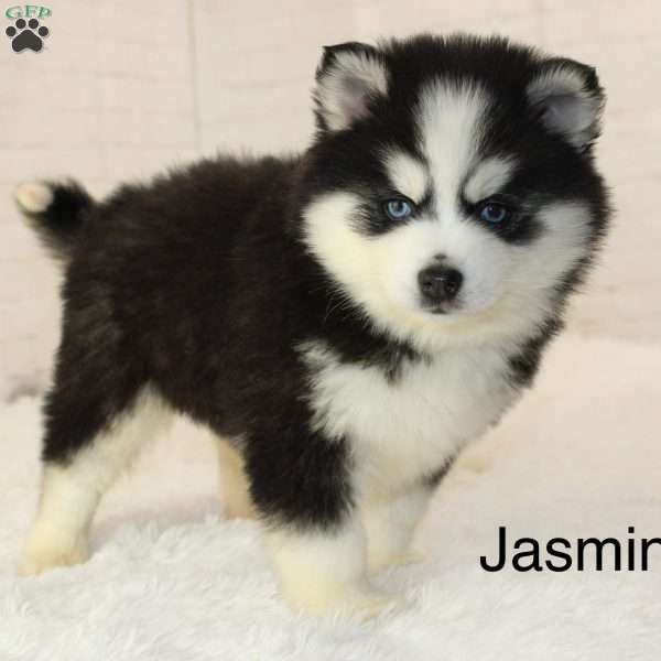 Jasmine, Pomsky Puppy