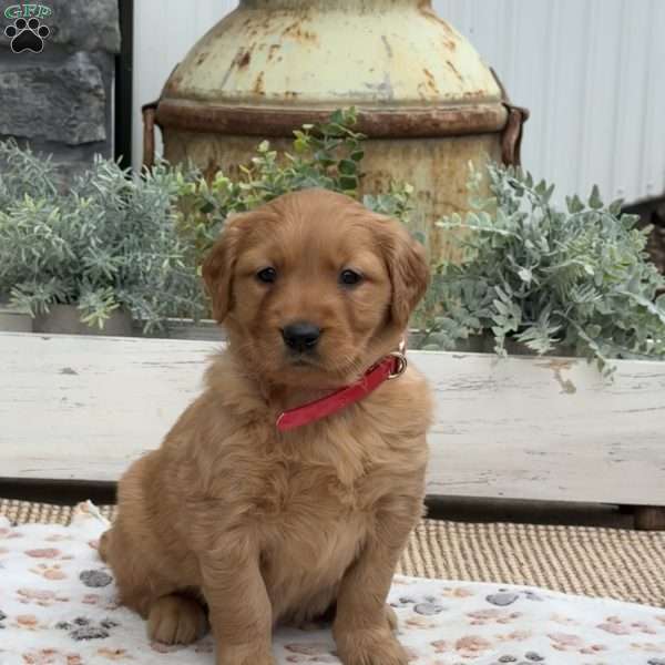 Dori, Golden Retriever Puppy