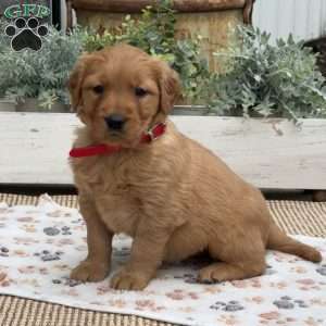 Dori, Golden Retriever Puppy