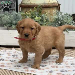 Dori, Golden Retriever Puppy
