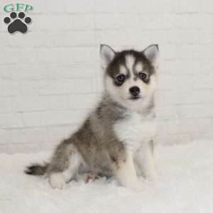 Kyler, Pomsky Puppy