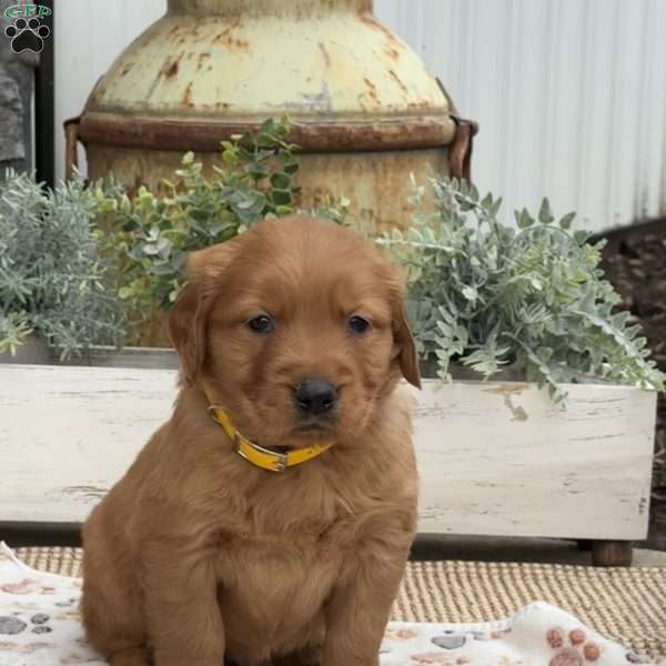 Dozer, Golden Retriever Puppy