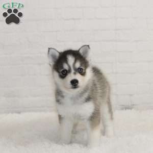 Kyler, Pomsky Puppy