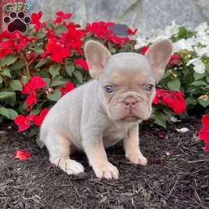 Pollie, French Bulldog Puppy