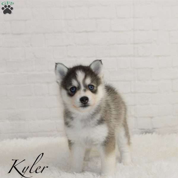 Kyler, Pomsky Puppy