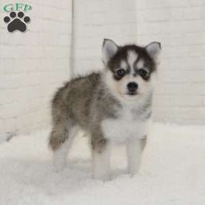 Kyler, Pomsky Puppy