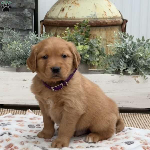 Dash, Golden Retriever Puppy