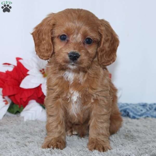 Grant, Cockapoo Puppy