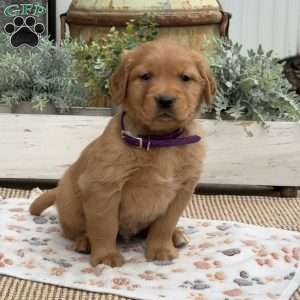Dash, Golden Retriever Puppy