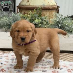 Dash, Golden Retriever Puppy