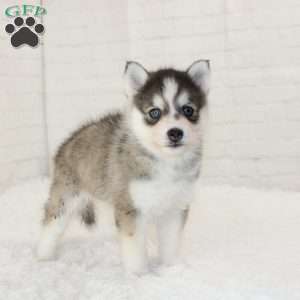 Kane, Pomsky Puppy