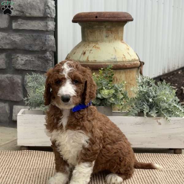Frankie, Goldendoodle Puppy