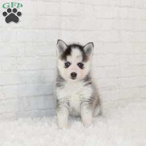 Kane, Pomsky Puppy