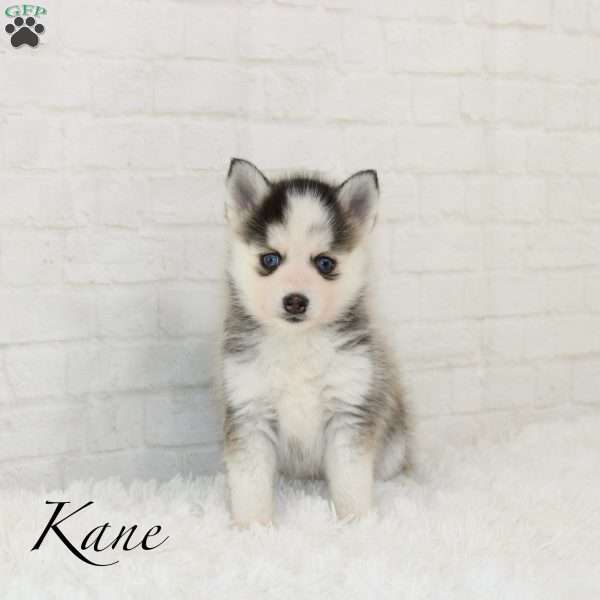 Kane, Pomsky Puppy