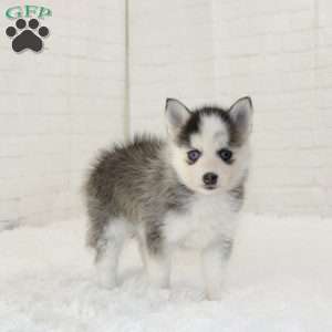 Kane, Pomsky Puppy