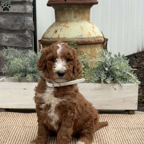 Fiona, Goldendoodle Puppy
