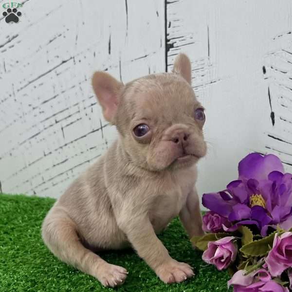 Patty, French Bulldog Puppy