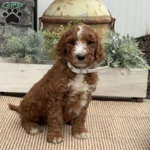 Fiona, Goldendoodle Puppy