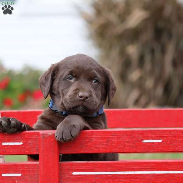 Marshall, Chocolate Labrador Retriever Puppy