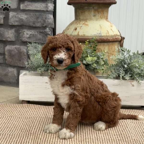 Farah, Goldendoodle Puppy