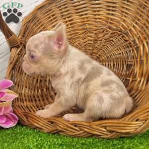 Patty, French Bulldog Puppy