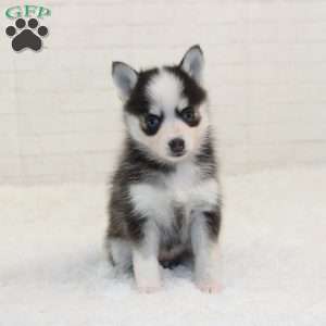 Kylie, Pomsky Puppy