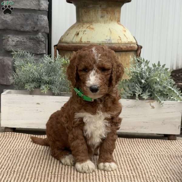 Freddy, Goldendoodle Puppy