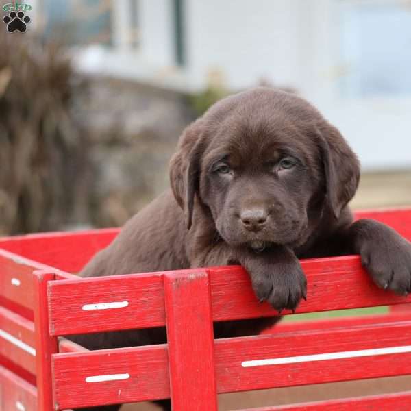 Milo, Chocolate Labrador Retriever Puppy