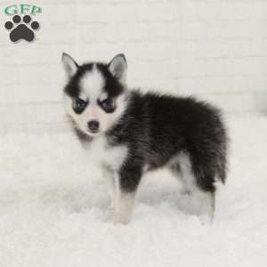 Kylie, Pomsky Puppy