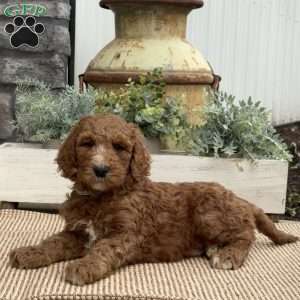 Fin, Goldendoodle Puppy