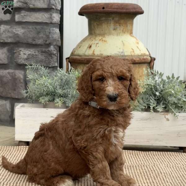 Fin, Goldendoodle Puppy