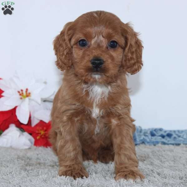 Gene, Cockapoo Puppy