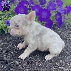 Patty, French Bulldog Puppy